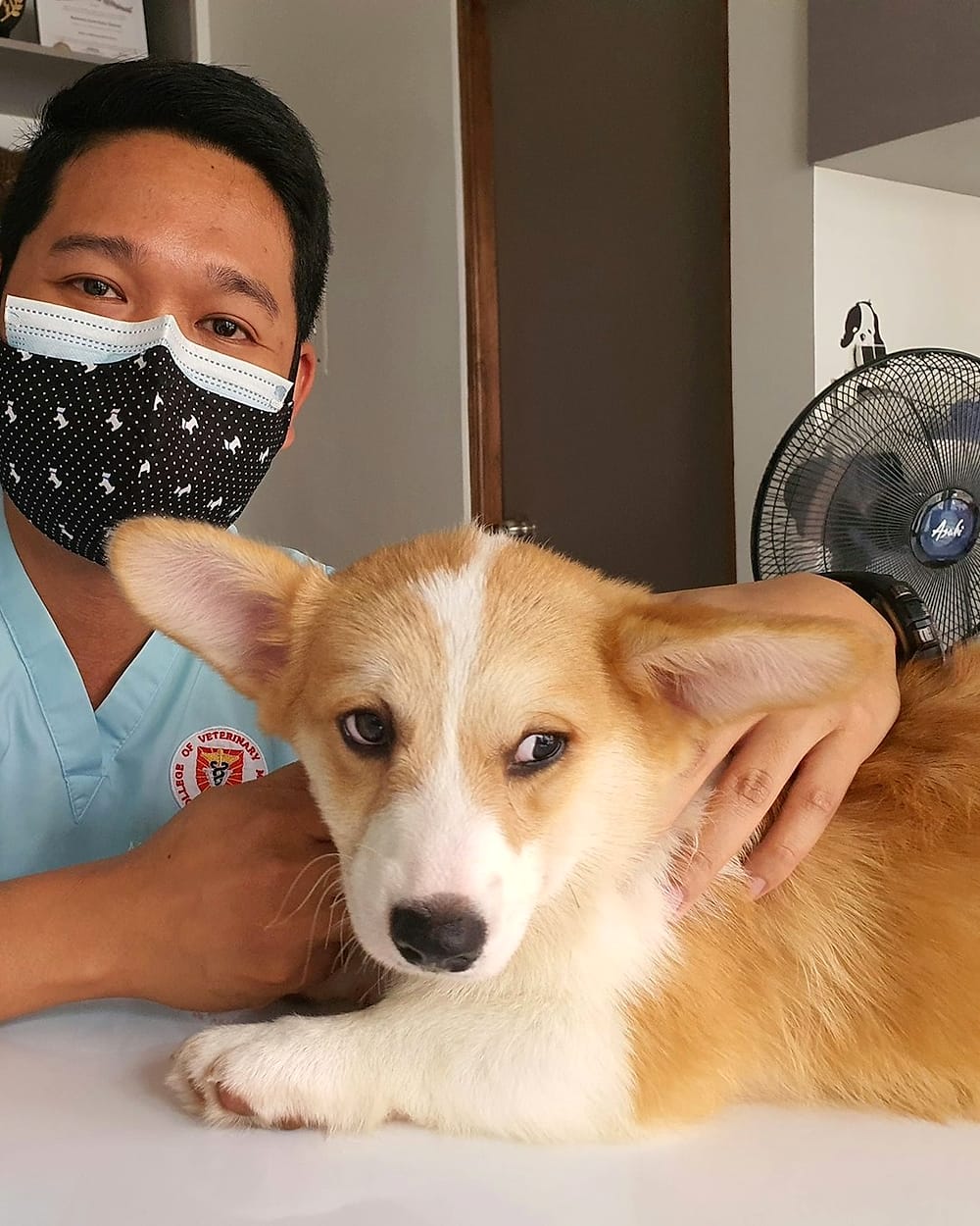 Veterinario acompañando a un perrito durante su consulta