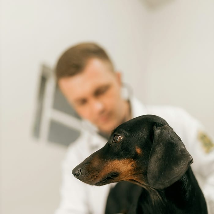 Perrito salchicha durante su revisión