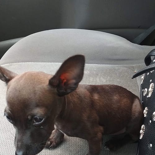 Cachorro chihuahua