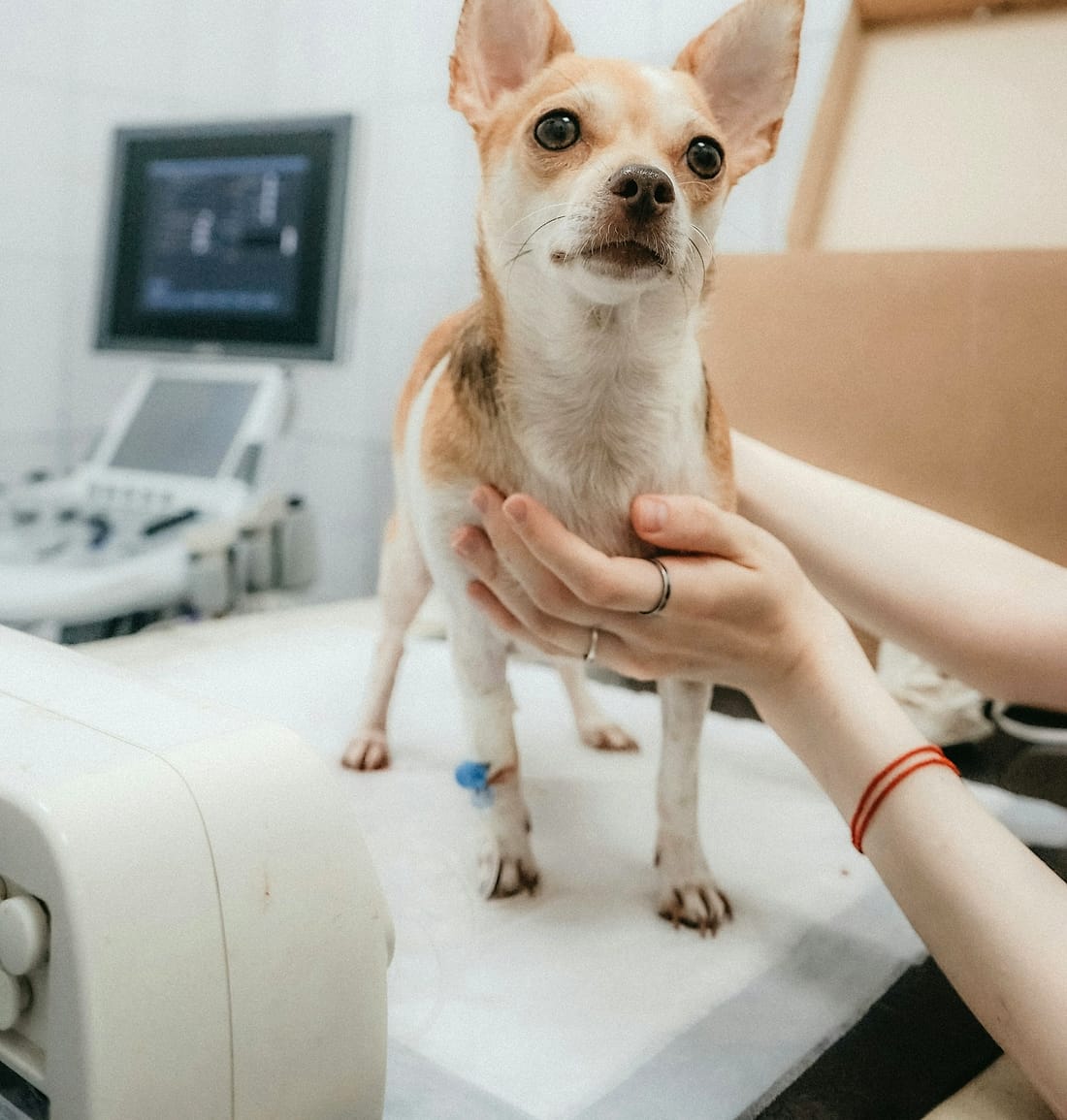 Chihuahua tranquilo durante su revisión veterinaria